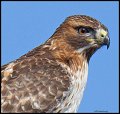 _4SB9452 red-tailed hawk portrait